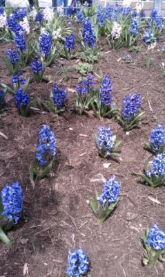 the incredible scent of hyacinths were everywhere at the zoo