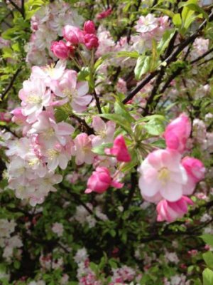crab apple tree