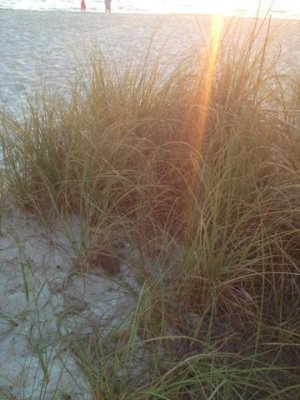common grasses in naples