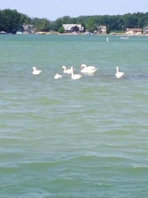 swans on Oliver