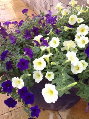 my pretty petunias, before the heat finally took its toll
