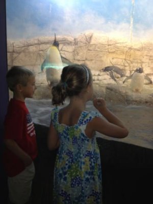 zoo day- penguins
