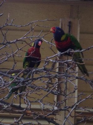 birds