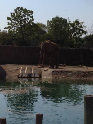 elephants