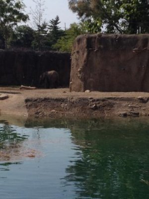 baby elephant