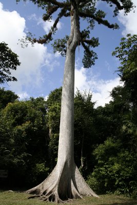 Big ceiba tree near entrance to Tikal site 2626
