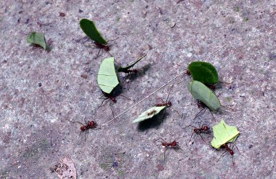cutter ants at work 2647