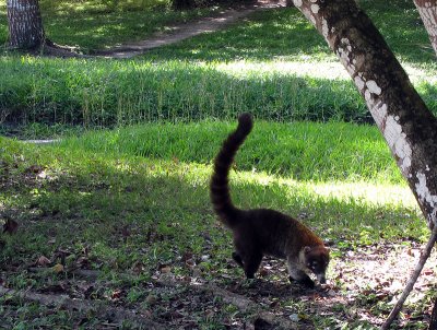 coati, related to racoons 1116