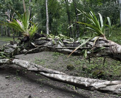 tree killed by strangle tree 2826