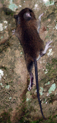 Mouse on wall of  Vie Cave, Etruscan path near Sovana 6757