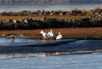 American white pelicans (I've never seen these there before) 2011