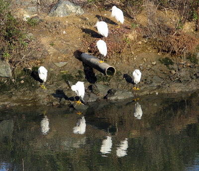 A slew of snowy egrets 2027