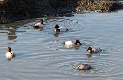 Red-headed ducks, also new 2059
