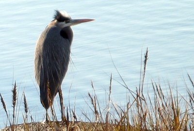 Great blue heron 2064