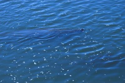 Manatee