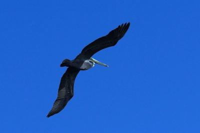FloridaIMG_0637MerritIsland-01 800x533.jpg