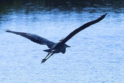 FloridaIMG_0659MerritIsland-01 800x533.jpg