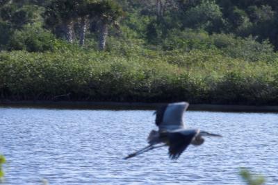FloridaIMG_0654MerritIsland-01.jpg