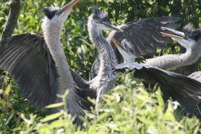 4Herons2.jpg