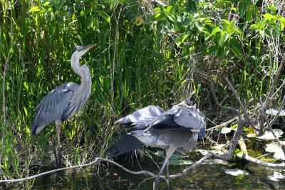 everglades