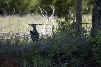 Oklahoma roadrunner