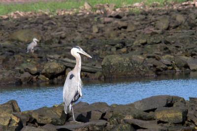 keystone_birds_and_noodling