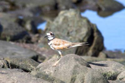 Killdeer