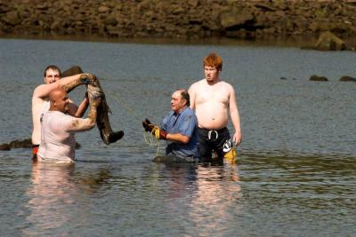 Noodling catfish