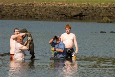 Noodling catfish