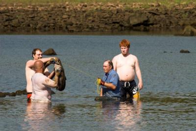 Noodling catfish