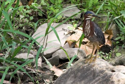 Green Heron