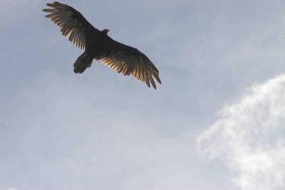 audubonIMG_4685.jpg