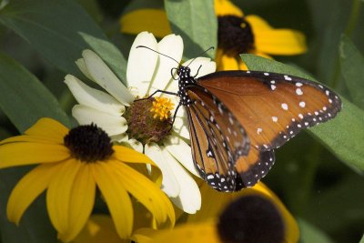 butterflies