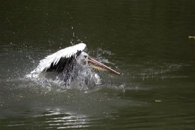 zooIMG_5420.jpg