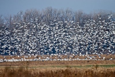 Snowgeese at Holla Bend