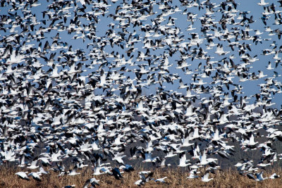 Snowgeese at Holla Bend