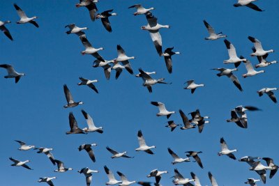 Snowgeese at Holla Bend