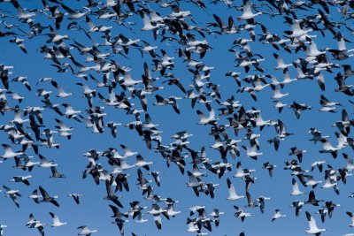 Snowgeese at Holla Bend