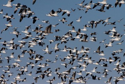Snowgeese at Holla Bend