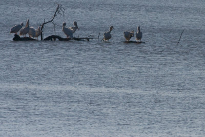 Pelicans at Holla Bend