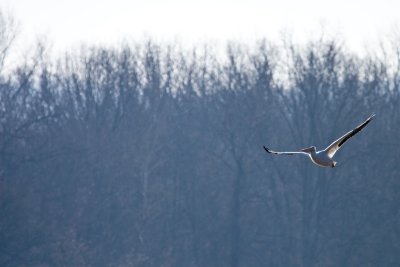 Pelicans at Holla Bend