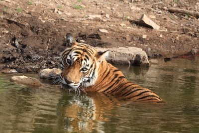 ranthambore_2011