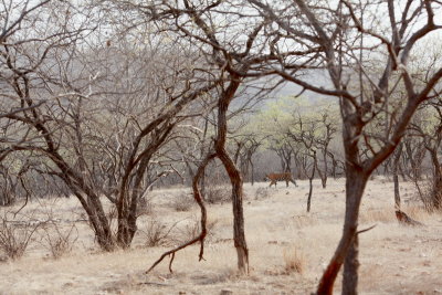 ranthambore_2011