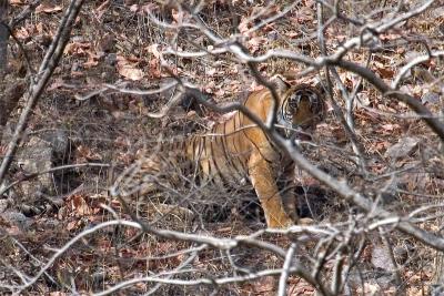 IMG_7102crop.jpg