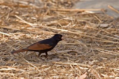 Crested Bunting.jpg