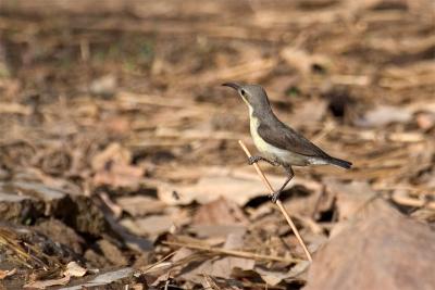 Female purple sunbird.jpg