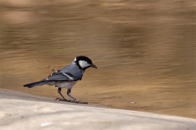 great-tit.jpg