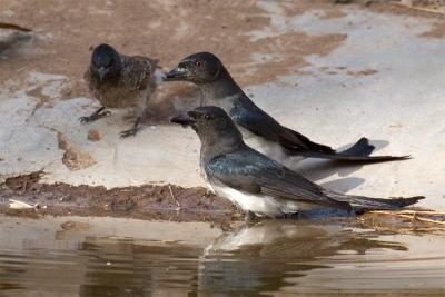 whie-bellied-Drongo.jpg