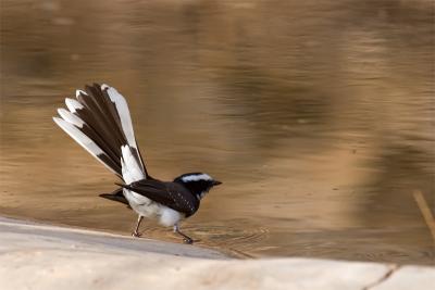 White Browed fantail Flycatcher.jpg