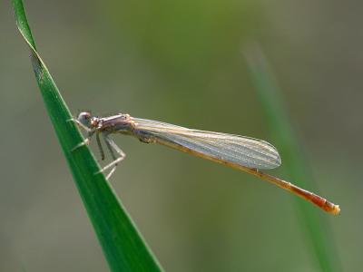 g4/46/537846/3/60503963.0422Damselfly11PUB.jpg